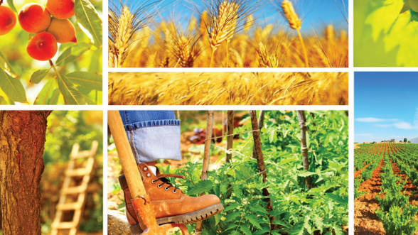 agricultura în România